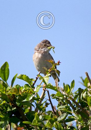 Whitethroat DM0821